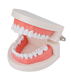LVCHEN Standard Dental Model - Teeth Brushing Model Practice Kids Dental Teaching Study Supplies Clean Display Adult Standard Demonstration Teeth Model